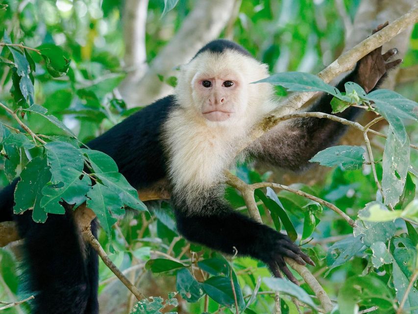 Tambopata: Tour of Monkey Island and Lake Sandoval 3-Days - Pricing and Inclusions