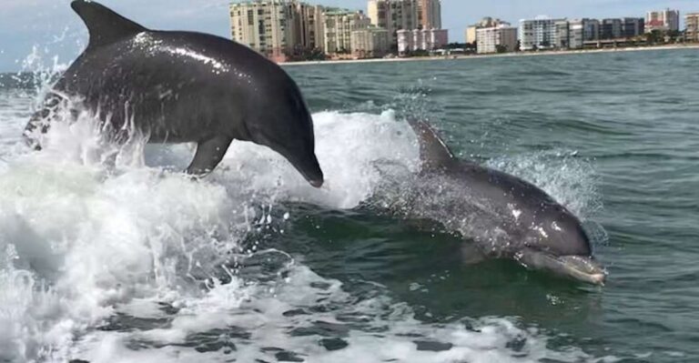 Wild Dolphin Boat Tour