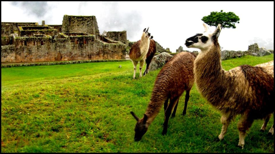 From Cusco: Tours to Machu Picchu 1 Day - Inclusions