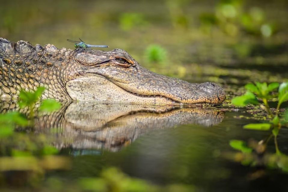 New Orleans: Manchac Magic Kayak Swamp Tour - Activity Description