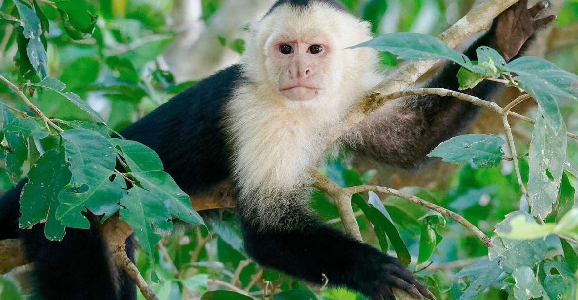 Tambopata: Tour of Monkey Island and Lake Sandoval 3-Days - Itinerary Details