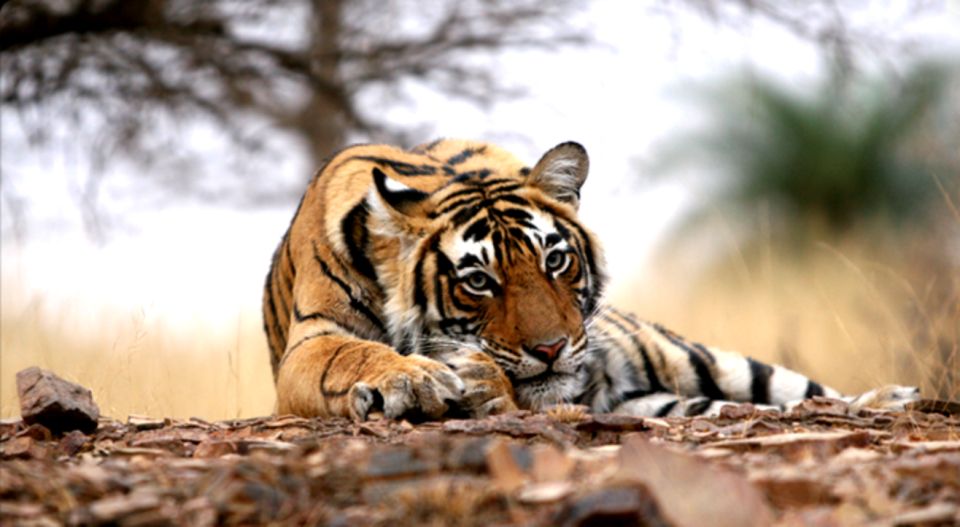 From Jaipur:Ultimate Jaipur to Ranthambore Jeep Safari Tour - Language Options