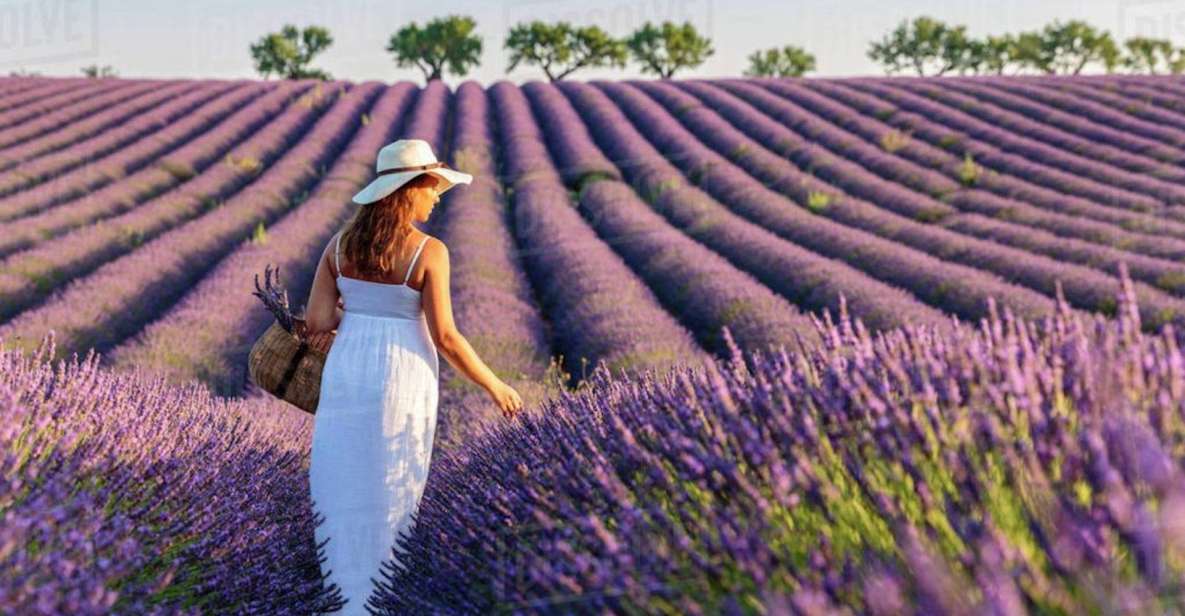 Lavender Fields Tour - Itinerary