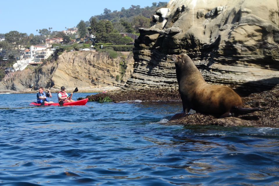 La Jolla: 2-Hour Kayak Tour of the 7 Caves - Itinerary and Activities