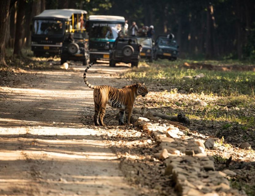 From Jaipur: Overnight Ranthambore Tiger Safari Private Tour - Important Information