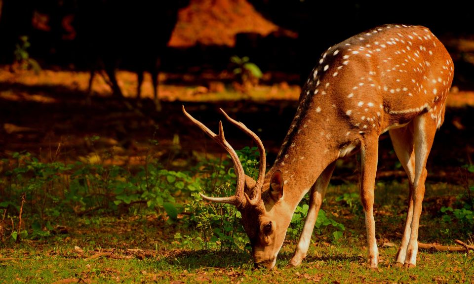 From Jaipur: Overnight Ranthambore Tiger Safari Private Tour - Additional Details