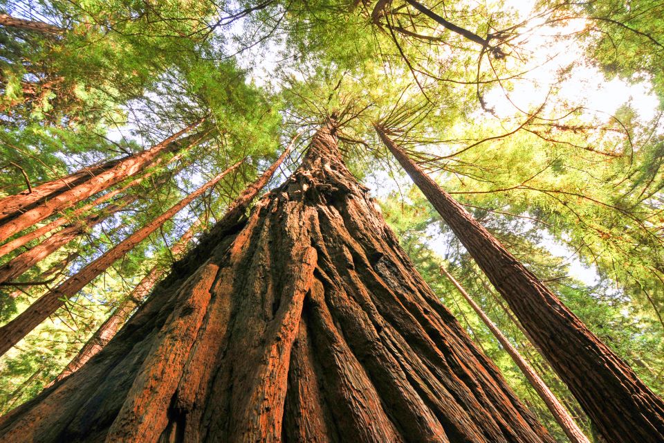 From San Francisco: Muir Woods and Sausalito Half-Day Trip - Muir Woods Exploration
