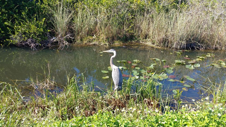 Everglades Airboat Ride & Guided Hike - Customer Review