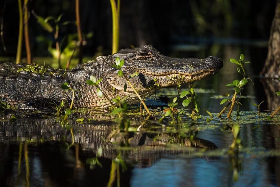 New Orleans: Manchac Magic Kayak Swamp Tour - Sum Up