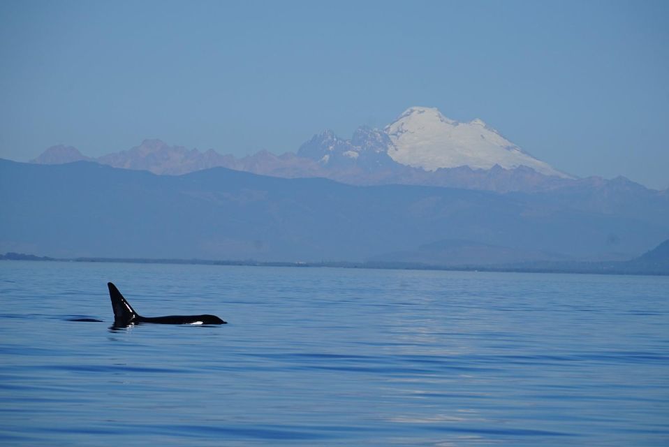 Anacortes: Whale Watching Boat Tour With Guide