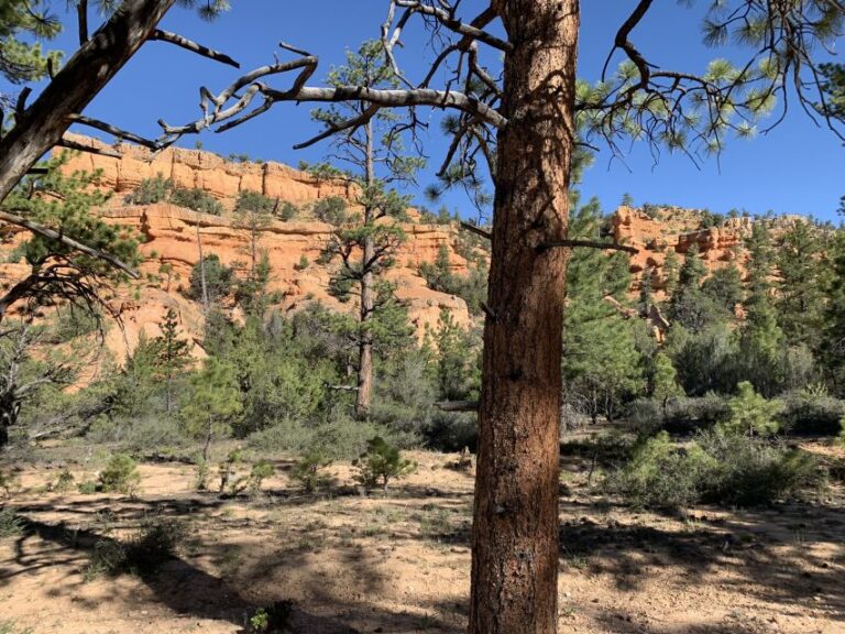 Bryce Canyon City: Horseback Riding Tour in Red Canyon