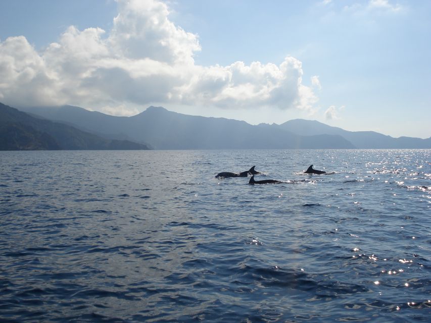 Calvi: Private Speedboat Tour to Wild Beaches With Aperitif - Tour Details