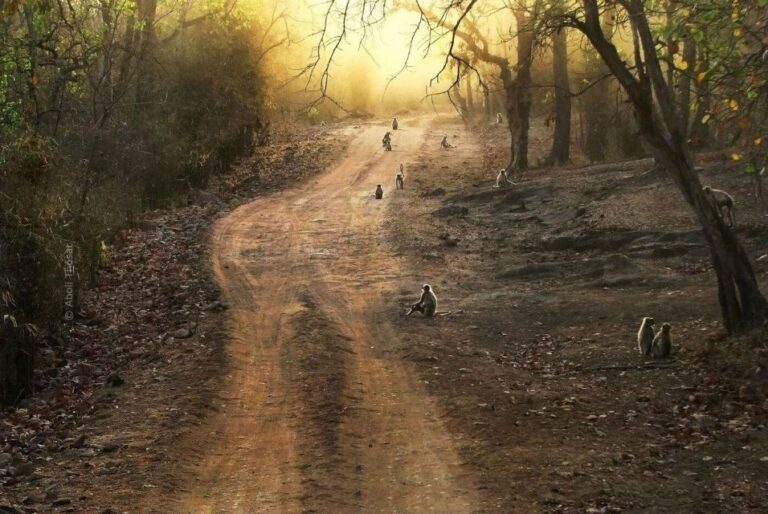 Canter Safari: Skip-the-line Entry Ranthambore Tiger Reserve