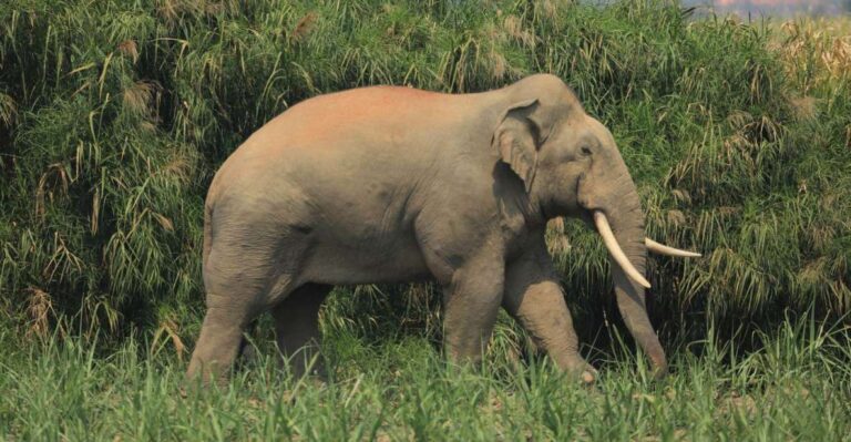 Elephant Keeper Experience Option Waterfall Day Tour