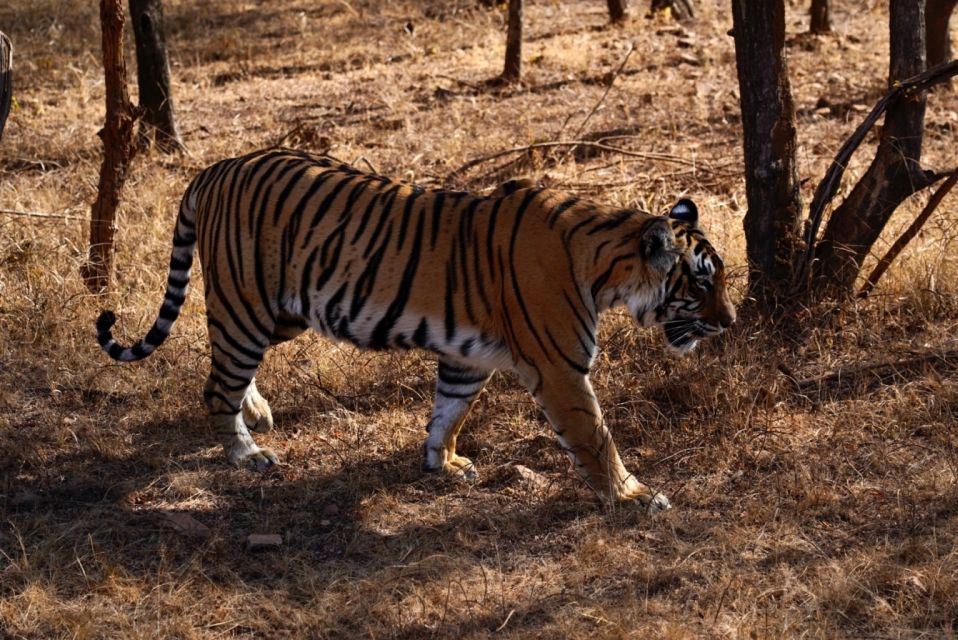 From Delhi: 5 Day Golden Triangle & Ranthambore Tiger Safari - Itinerary Highlights