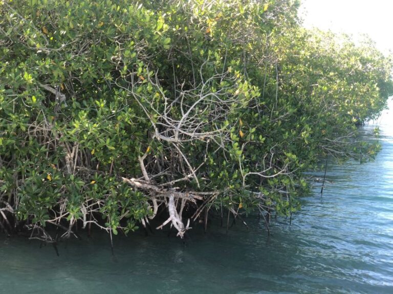 From La Romana: Saona Island Shore Excursion With Lunch