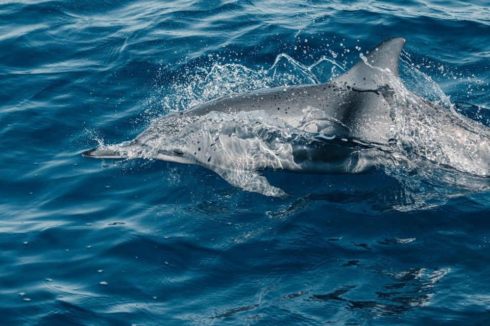 Maui: Kaanapali Wild Dolphin Sail - Tour Details