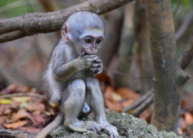 Monkey Feeding & Historic Sugar Plantation & Rum Distillery