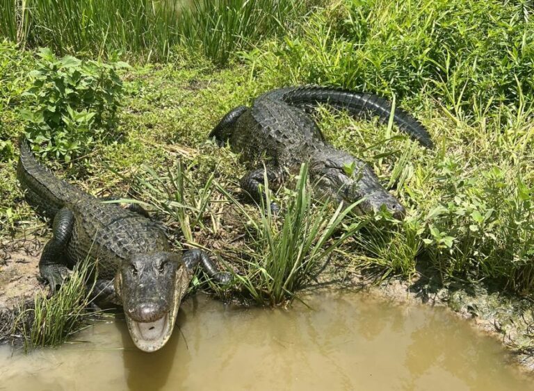 New Orleans: 16 Passenger Airboat Swamp Tour