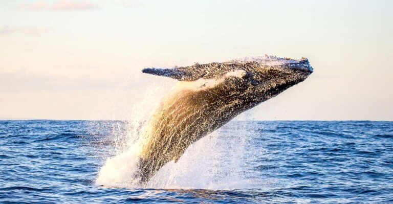 Oahu: Waikiki Eco-Friendly Morning Whale Watching Cruise