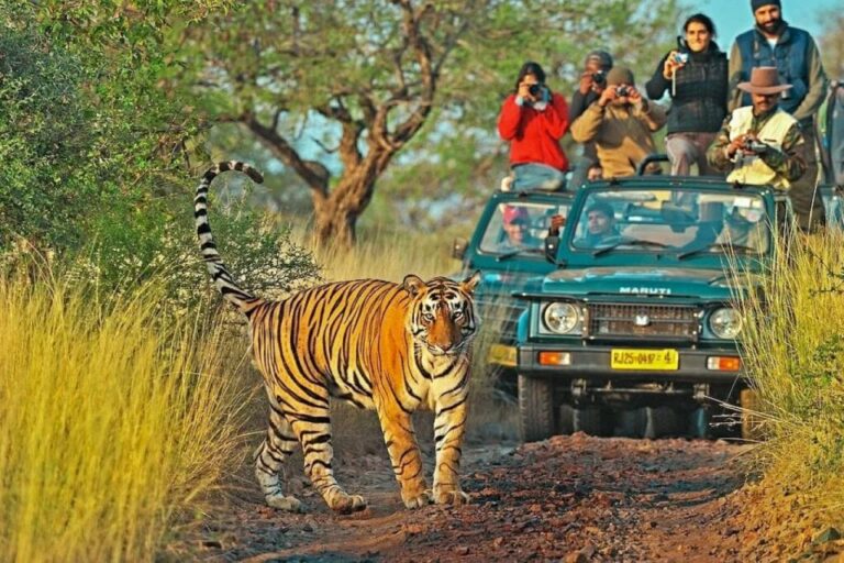 Private Guided Ranthambore National Park Tour From Jaipur