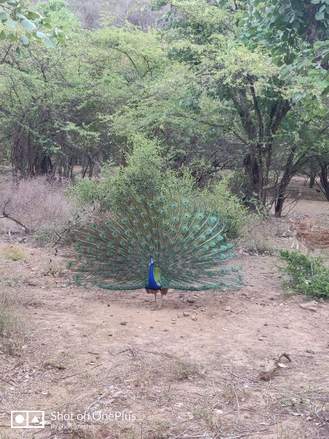 Ranthambore Tiger Safari Day Trip From Jaipur -All Inclusive