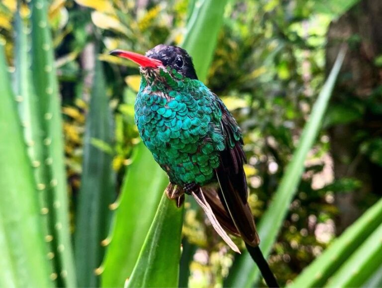 Rick’s Cafe and Barneys Hummingbird Garden Tour