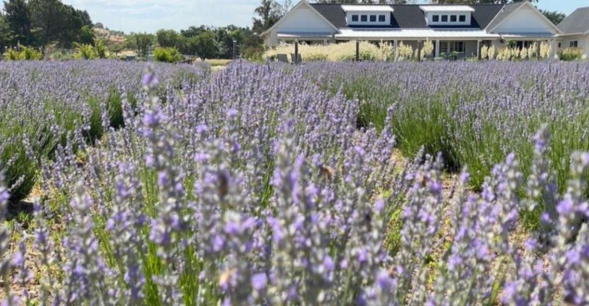 Sacramento: Capay Valley Farm Tour With Lunch & Wine