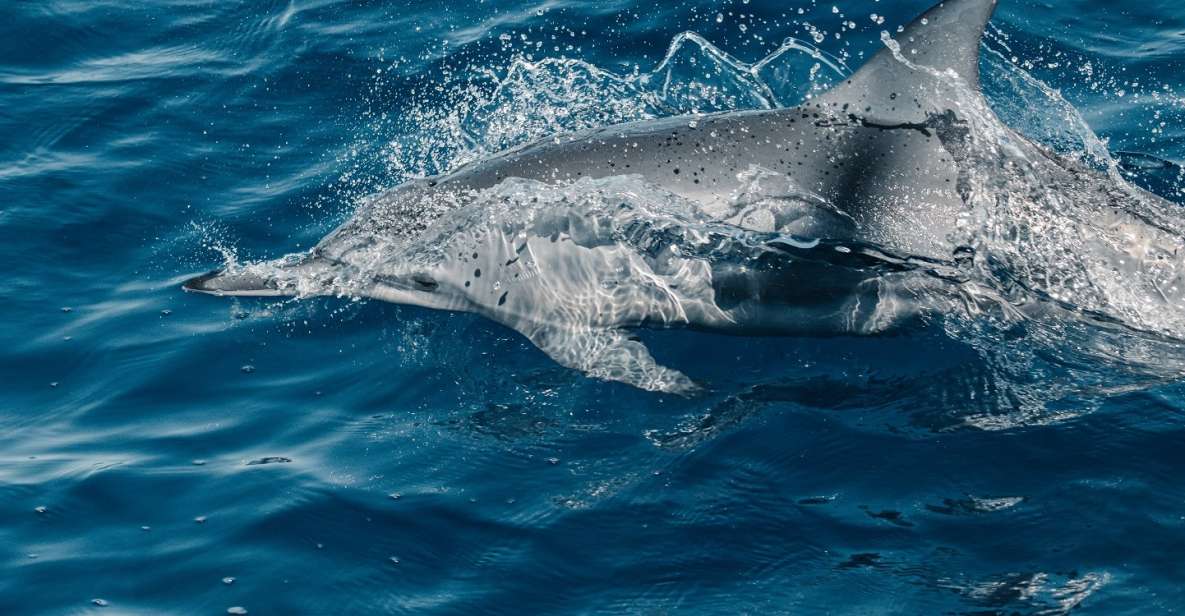 Maui: Kaanapali Wild Dolphin Sail - Experience Highlights