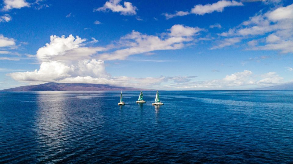 Maui: Kaanapali Wild Dolphin Sail - Important Information