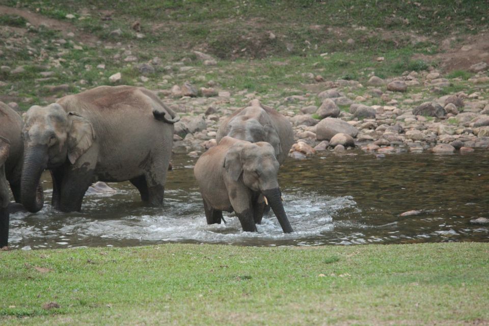 Munnar: Tea Garden and Elephant Safari Trip by 4x4 - Sum Up
