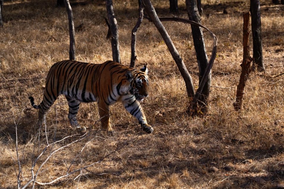 From Delhi: 5 Day Golden Triangle & Ranthambore Tiger Safari - Sum Up