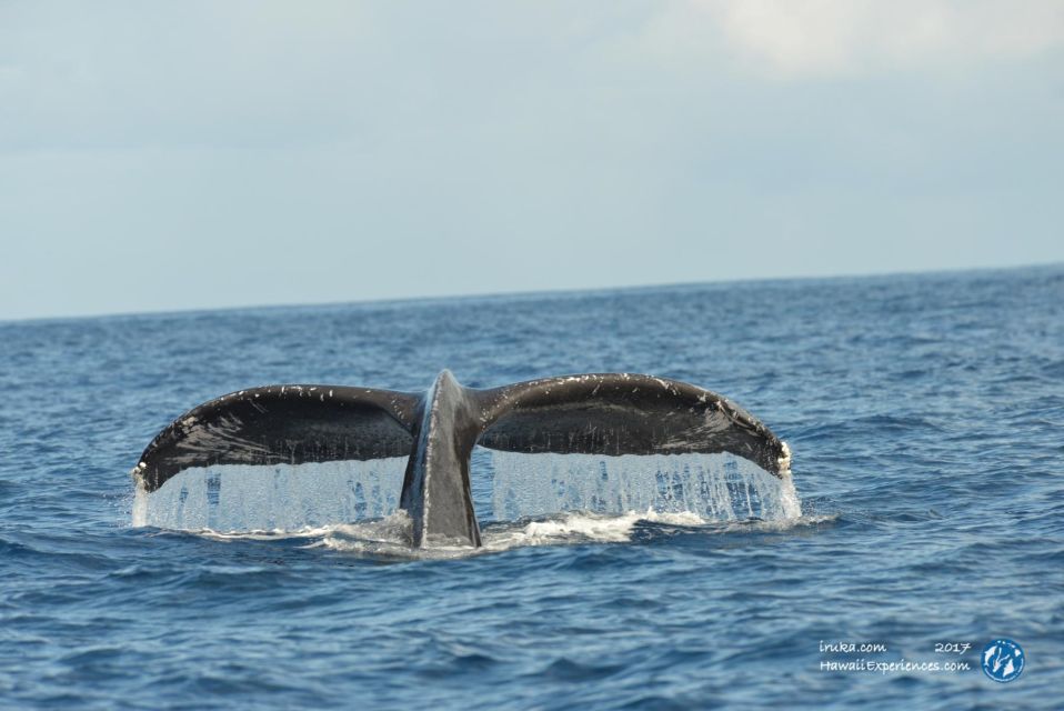 Oahu: Waikiki BYOB Sunset Cruise - Important Reminders