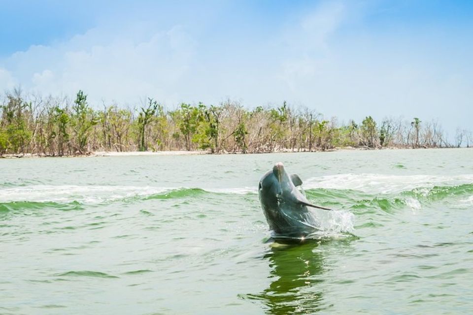 Marco Island: Dolphin-Watching Boat Tour - Tour Details