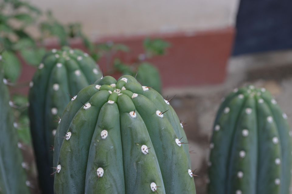 San Pedro Ceremony in the Sacred Valley - Key Points