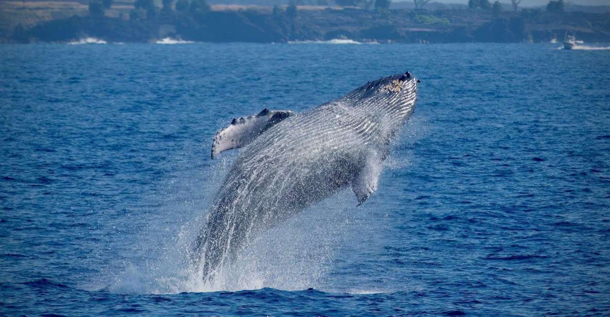 Big Island: Kona Super Raft Whale Watch - Activity Details