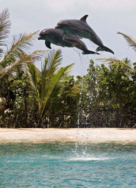 Dolphin Encounter at Ocean World, Puerto Plata