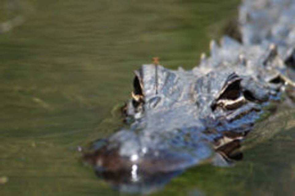 Everglades: Everglades Alligators and Orchids Kayak Eco Tour - Tour Details