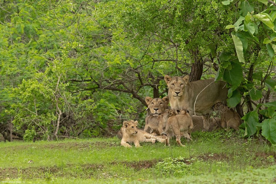 From Rajkot: Gir Somnath Weekend Tour