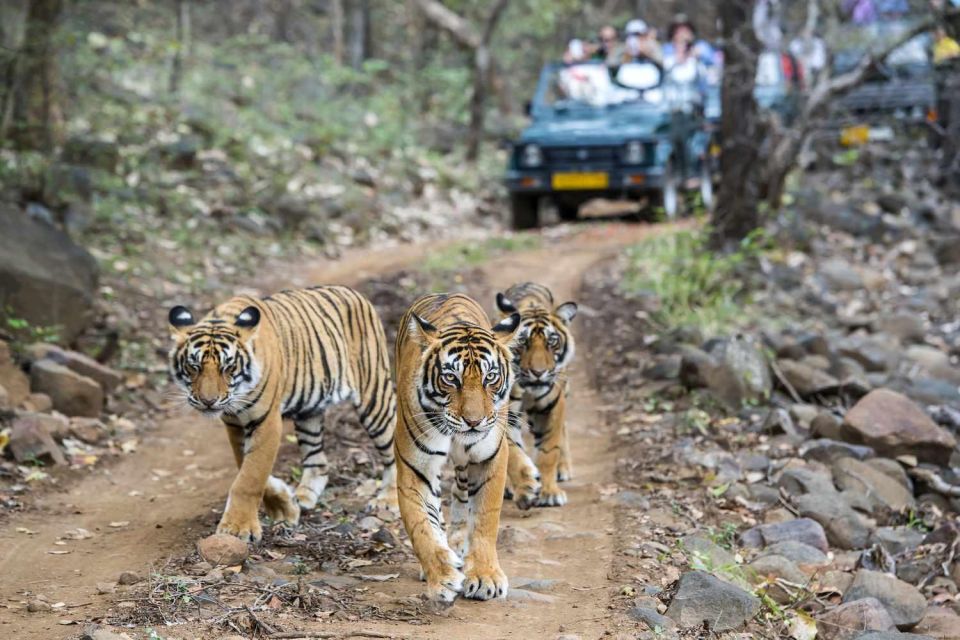 Golden Triangle Tour With Ranthambore Tiger Safari