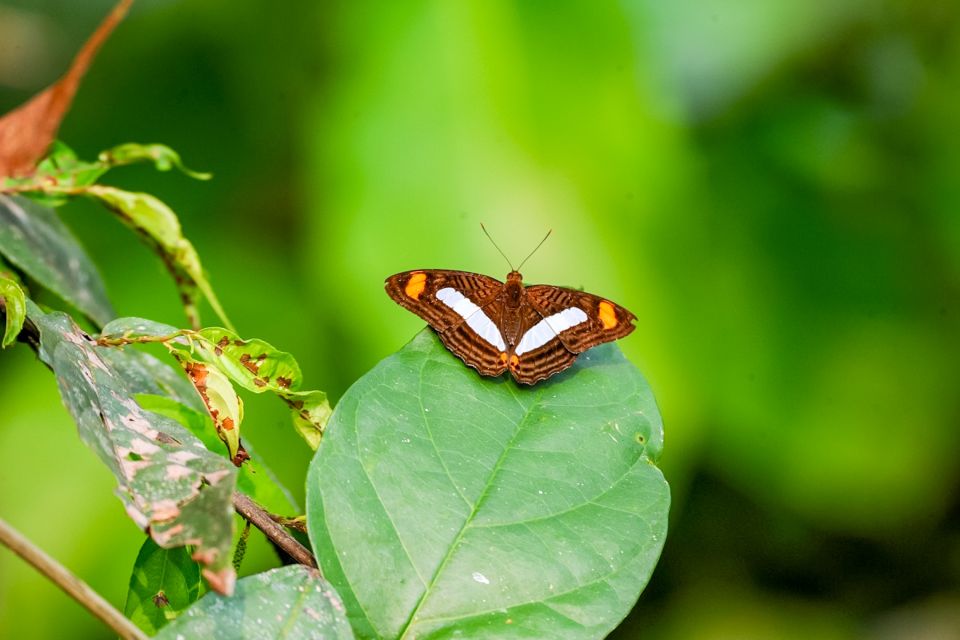 Iquitos: 6-Hour Amazon River Tour W/ Belén & Butterfly Farm - Tour Itinerary