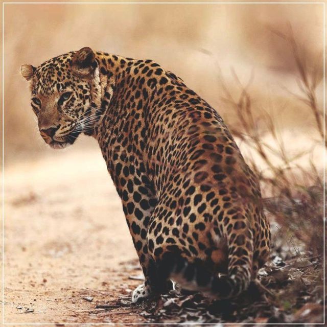 Jaipur: Jhalana Leopard Safari Private Tour