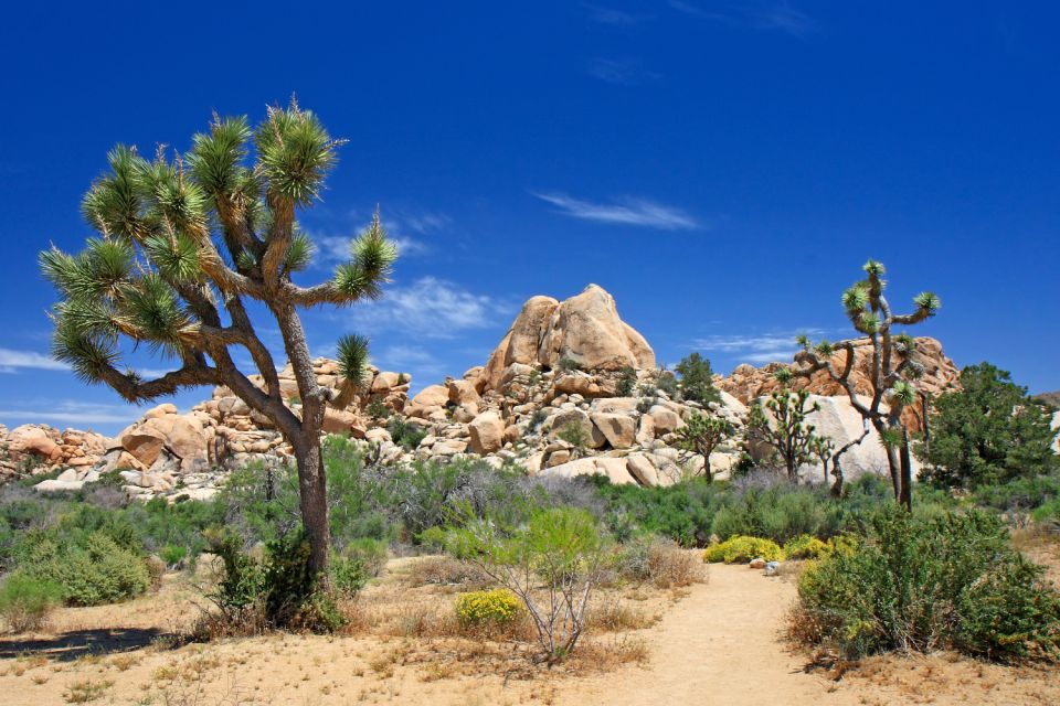 Joshua Tree National Park: Self-Driving Audio Tour - Tour Details