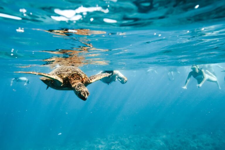 Oahu: Waikiki Turtle Snorkeling Adventure