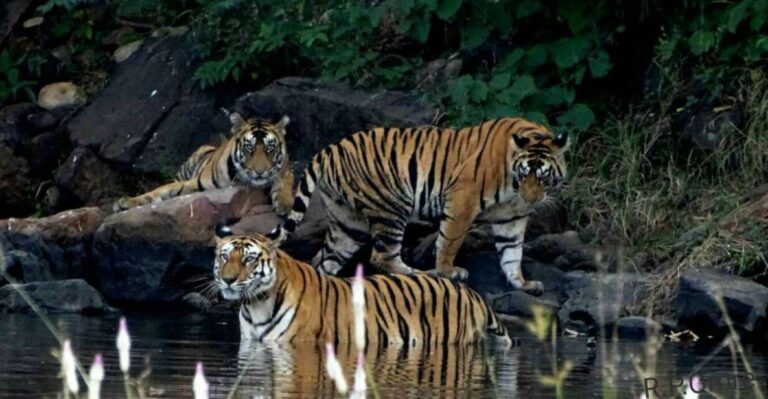 Pench National Park: Skin the Line Access to Jungle Safari