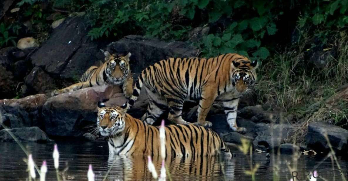 Pench National Park: Skin the Line Access to Jungle Safari - Jungle Safari Experience at Pench National Park