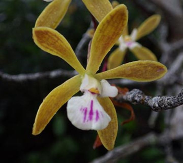 Everglades: Everglades Alligators and Orchids Kayak Eco Tour - Booking Information