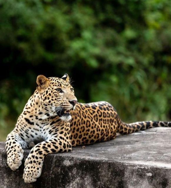 Jaipur: Jhalana Leopard Safari Private Tour - Itinerary