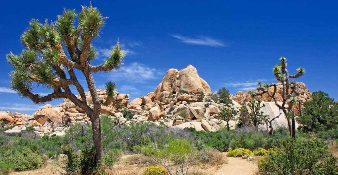 Joshua Tree National Park: Self-Driving Audio Tour - Tour Description