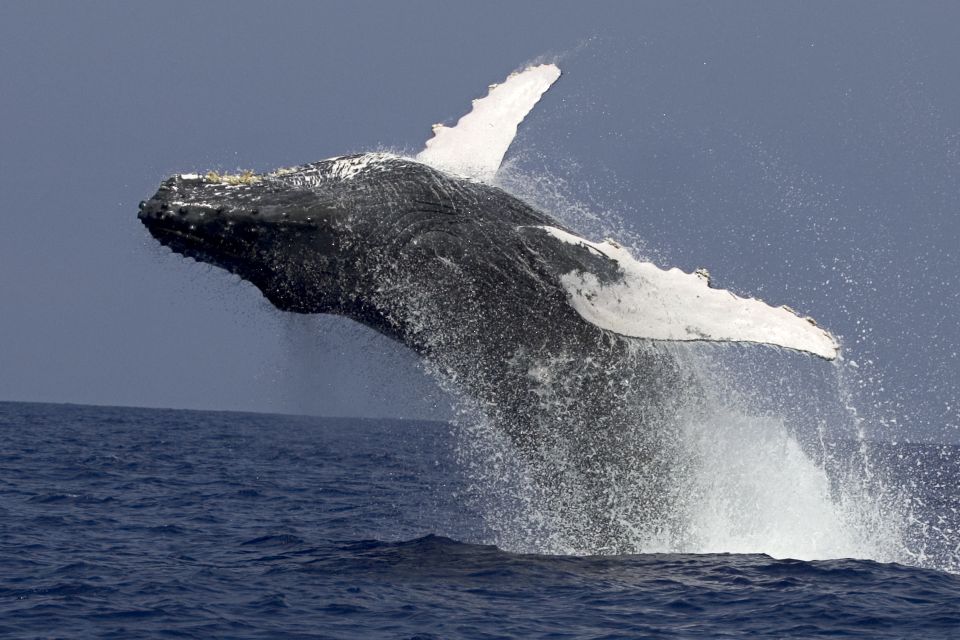 Kailua Kona: Humpback Whale Watching Adventure Cruise - Booking Details